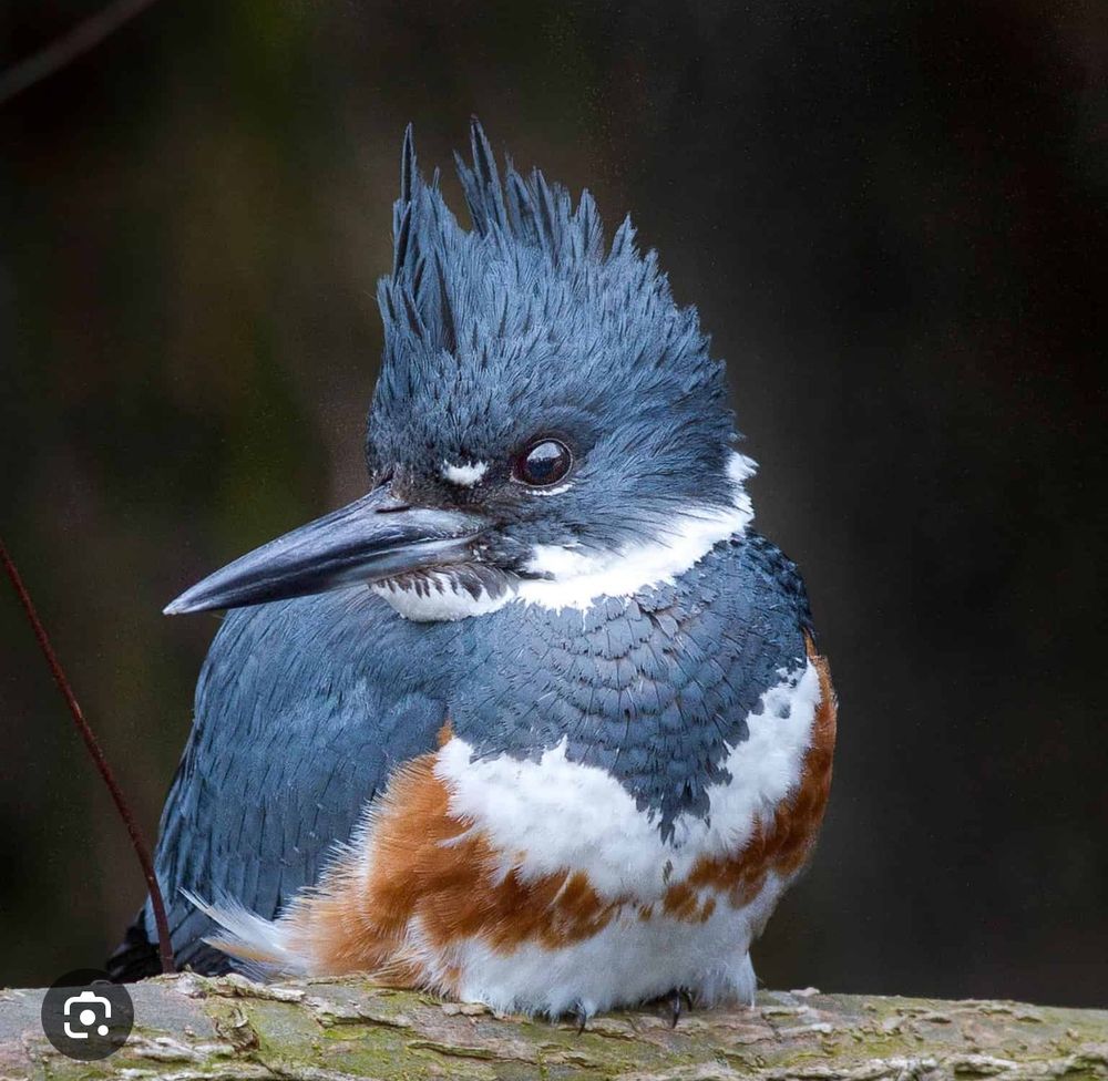 Belted kingfisher, they like living near bodies of water in Ohio.