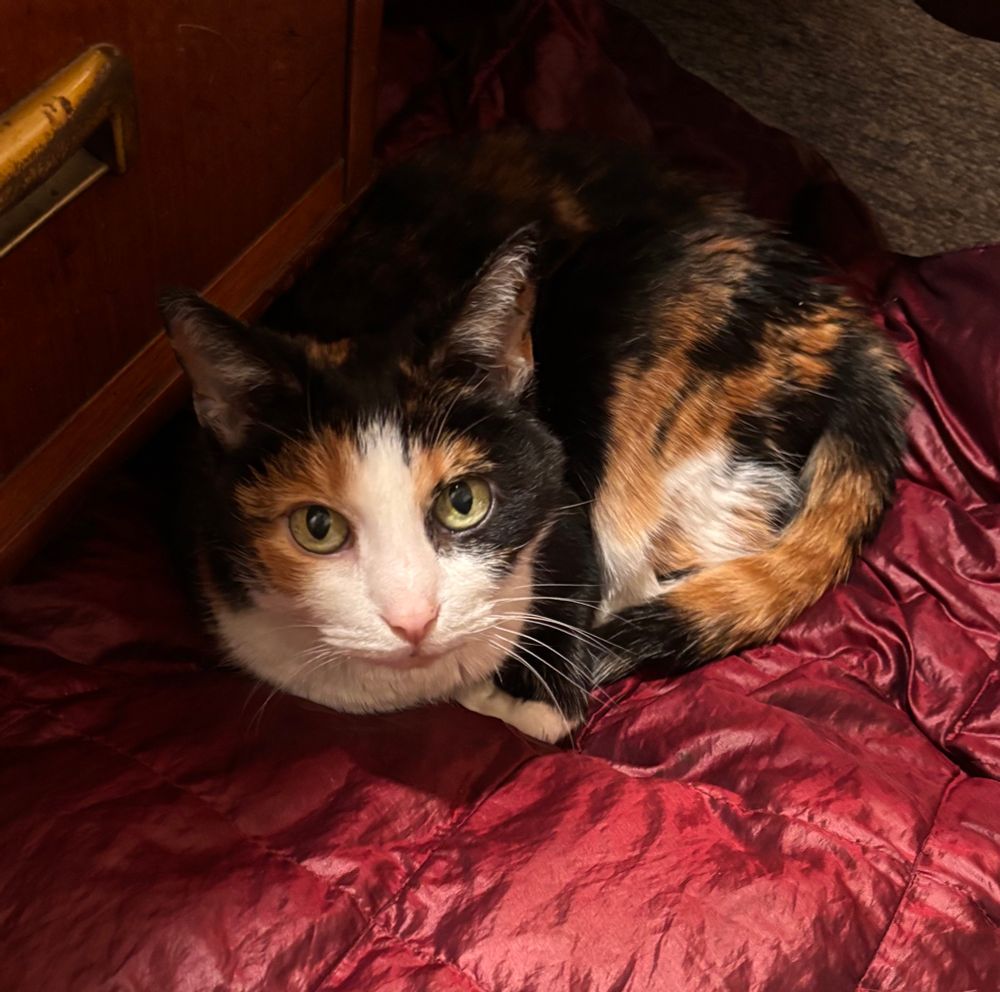 Toots the cat.