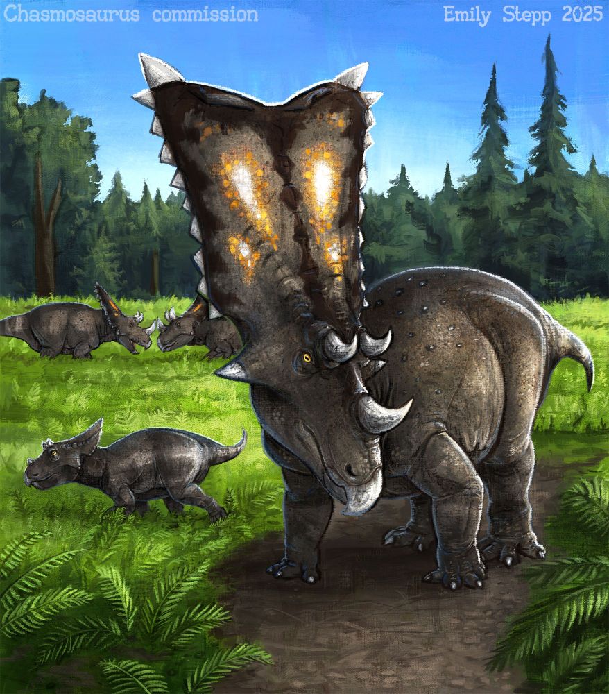 Painterly digital illustration of a Chasmosaurus herd in a fern prairie and conifers and other trees in the background. There are two adult Chasmosaurus face to face in the midground, a juvenile running toward off frame, and in the foreground is an adult turning its head. All of the Chasmosaurus have a gray/brown coloration with orange and white spots on the frill with the exception of the juvenile that lacks the colorful frill. 