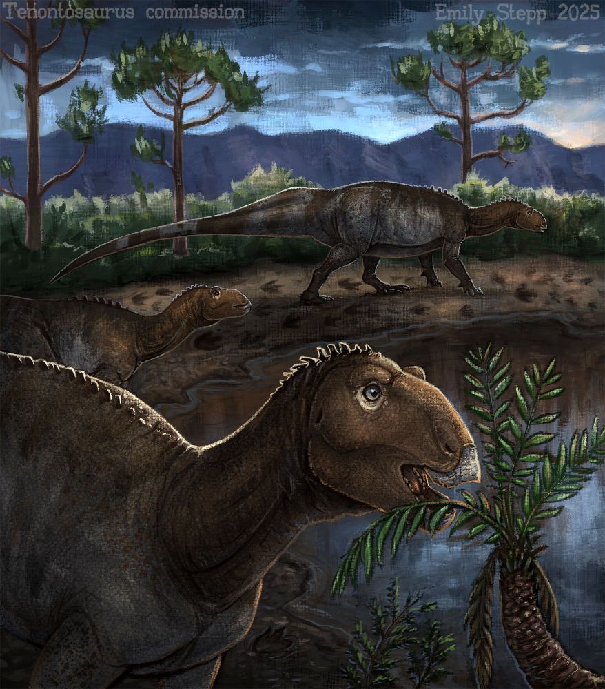 Painterly digital illustration of 3 Tenontosaurus migrating along a muddy trackway next to a body of water. The sky is stormy with the last sunlight of the day peaking from behind a low mountain range with trees and bushes in the midground. The closest Tenontosaurus is about to eat a cycad frond which may or may not be toxic to it. 