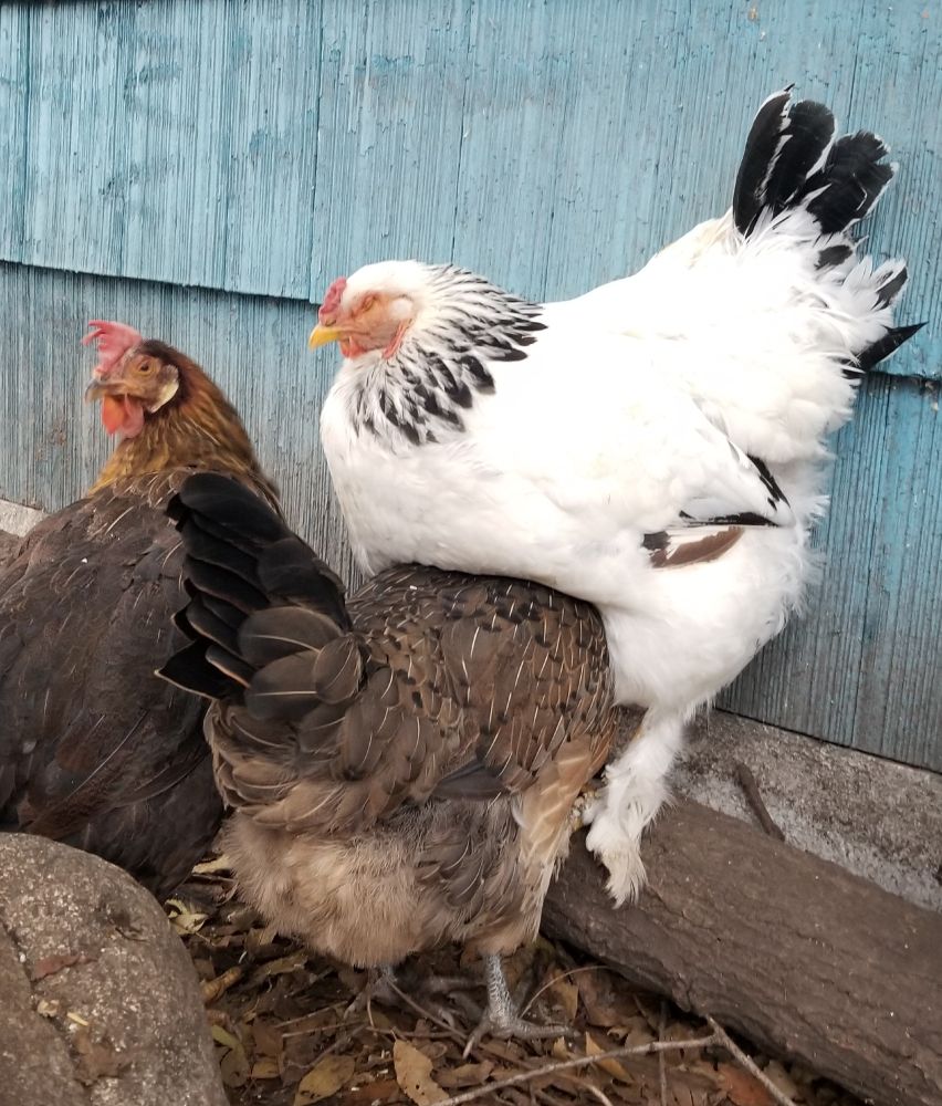 Three of my hens standing in the run while I was hanging out with them. Smartypants must think it's a little cold and stood underneath One-Eye for warmth. I didn't know these two were this friendly with one another. My brown leghorn hen stands silently judging me for peeping. 
