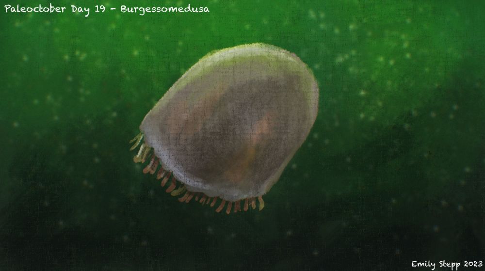 Digital speedpaint of the jellyfish Burgessomedusa in murky green water.