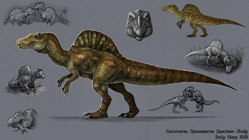 Spinosaurus alien from the Carnivores video game franchise redesigned  for a modern high polygon look but keeping all the retro features. Behavior sketches surround the main colored and shaded render. 