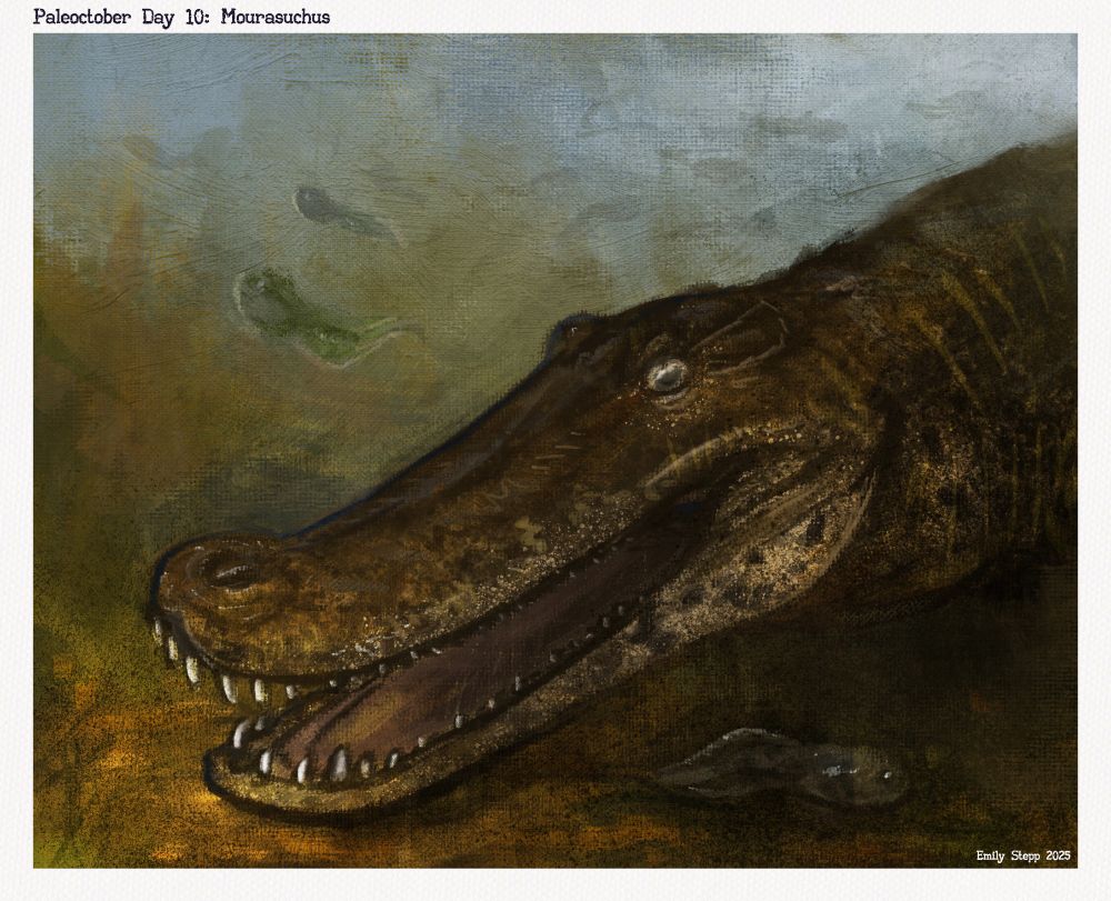 The broad, flat, elongated snouted caiman at the bottom of a murky river or pond with large toad tadpoles swimming around it. 
