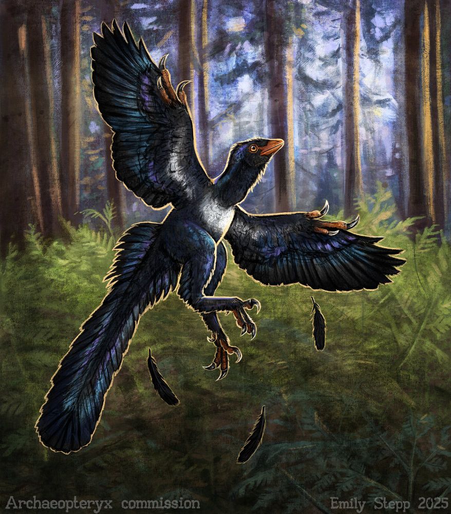 Digital painterly illustration of an iridescent black Archaeopteryx with a light chest and orange skin jumping up out of the forest underbrush losing stray dark black covert feathers. 