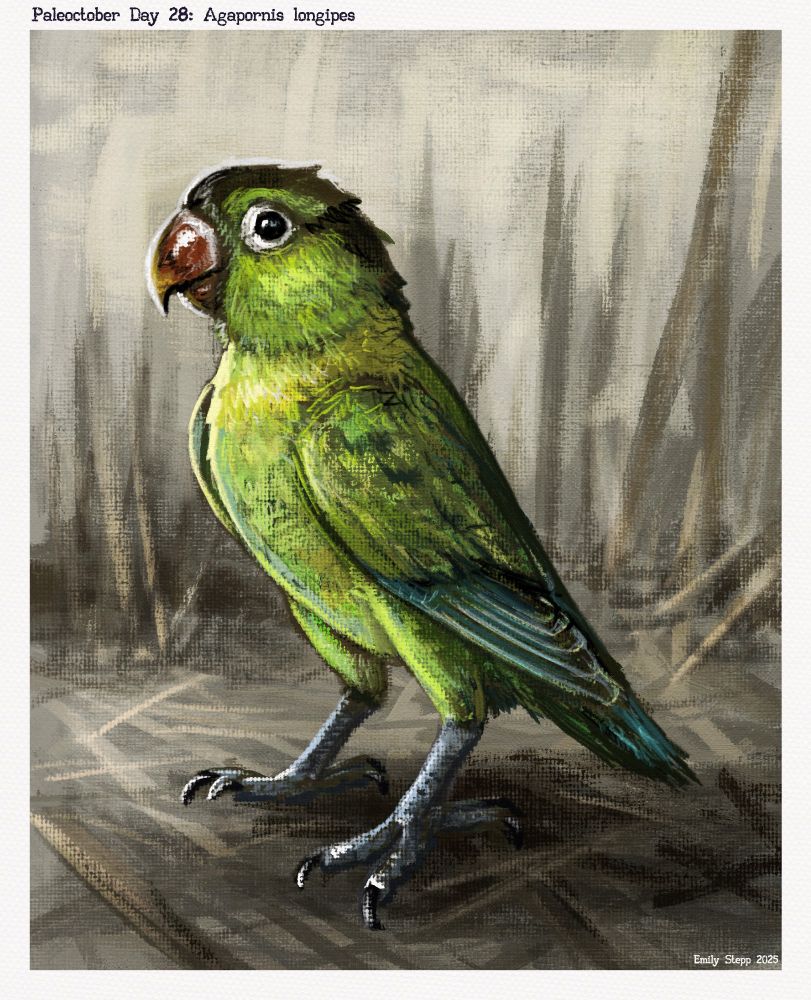The lovebird standing tall with its long tarsometatarsus among dead grass to show off its green and yellow coloration. Color scheme is speculative based on extant members of the genus. 