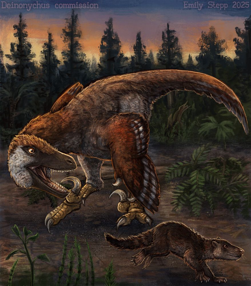 Painterly digital illustration of a fully feathered Deinonychus individual pursuing the mammal as it darts and changes direction. The background has a soft orange sunset glow with various plants and a tree line. 