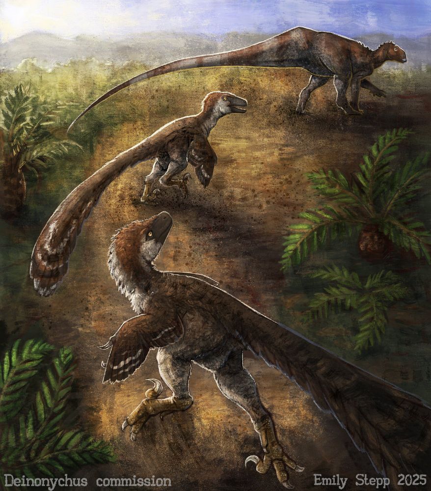 Painterly digital illustration of two fully feathered brown with countershading Deinonychus running away from the viewer and toward an unlucky Tenontosaurus that has been separated from its herd in a field of young cycads. Morning sunlight lights up the dust from the chase. 
