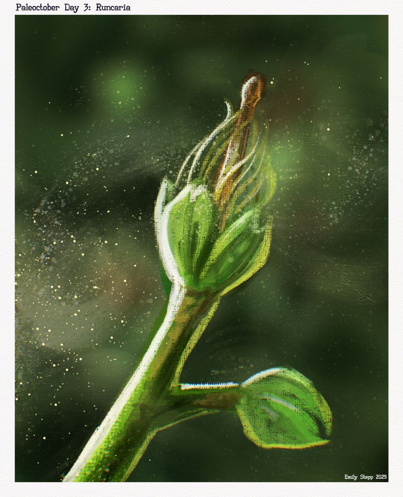 Quick painterly sketch of the plant being pollinated in the wind. 