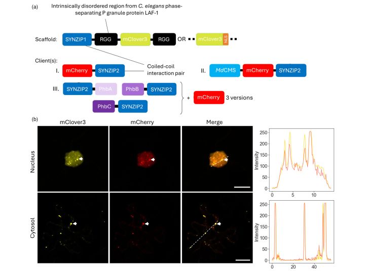 A diagrame of the molecular parts used to make a synthetic biomolecular condensate and confocal microscopy images of the condensates