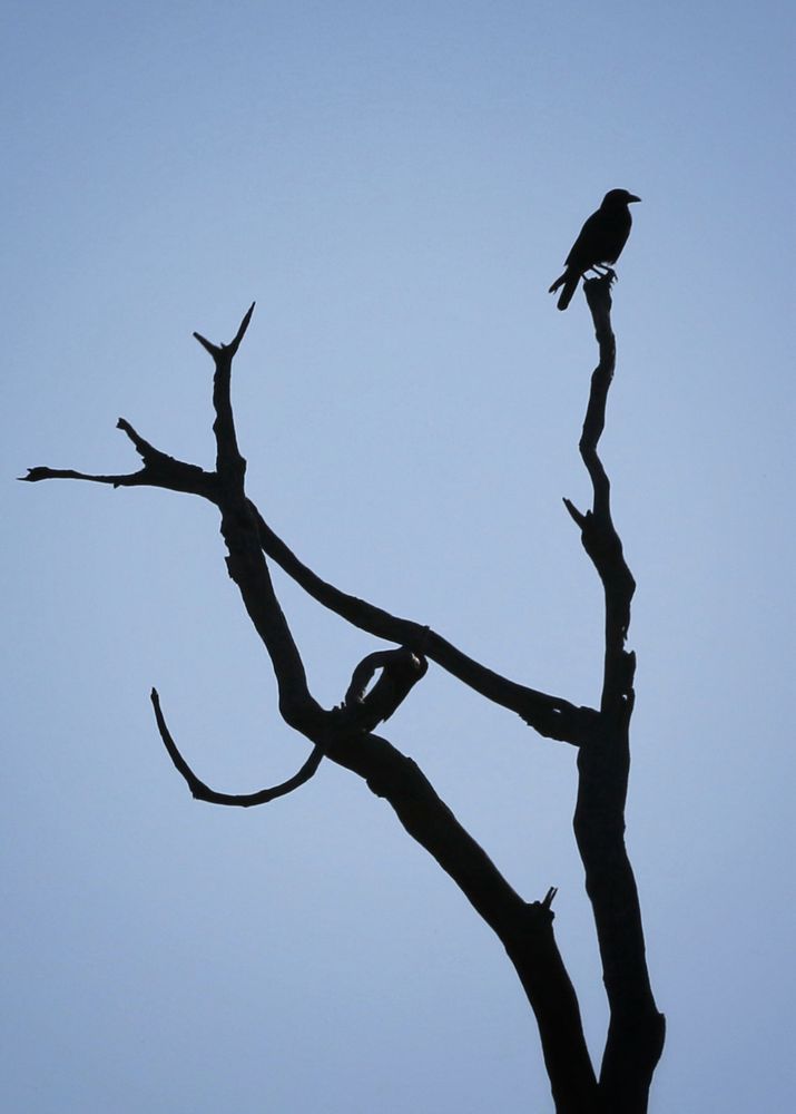 Photo of a dead tree in silhouette with a crow perched on the highest point, looking out to the right, in profile. The sky behind is the blueish gray of a long midsummer dusk