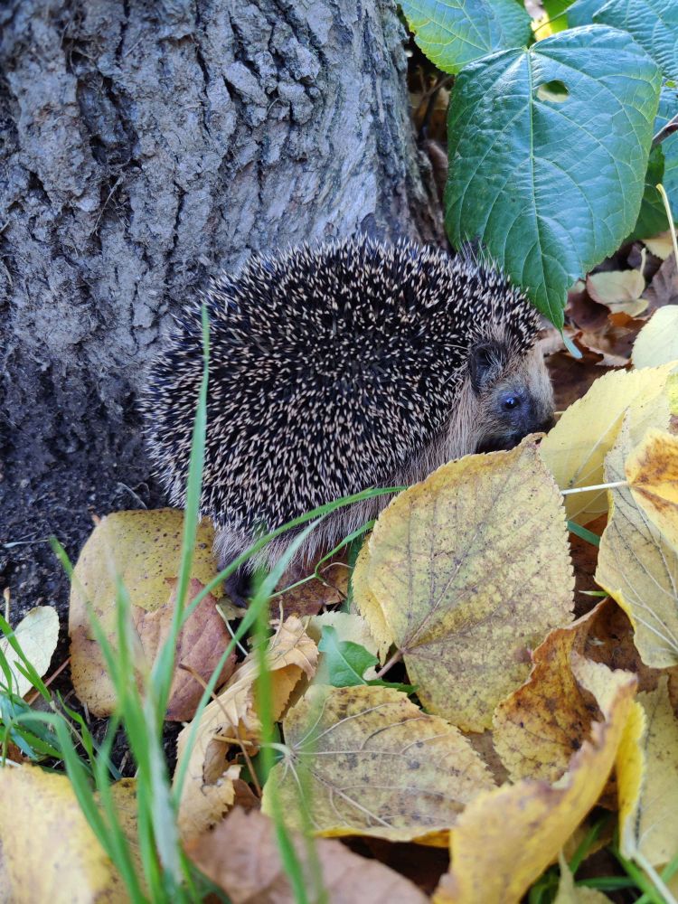 Ein kleiner Igel der im Laub sitzt.