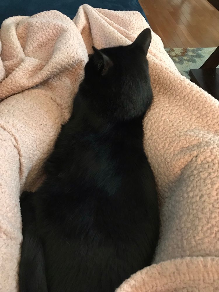 A black cat sits on a peach blanket, pointedly refusing to look back at the human whose legs are under the blanket. 