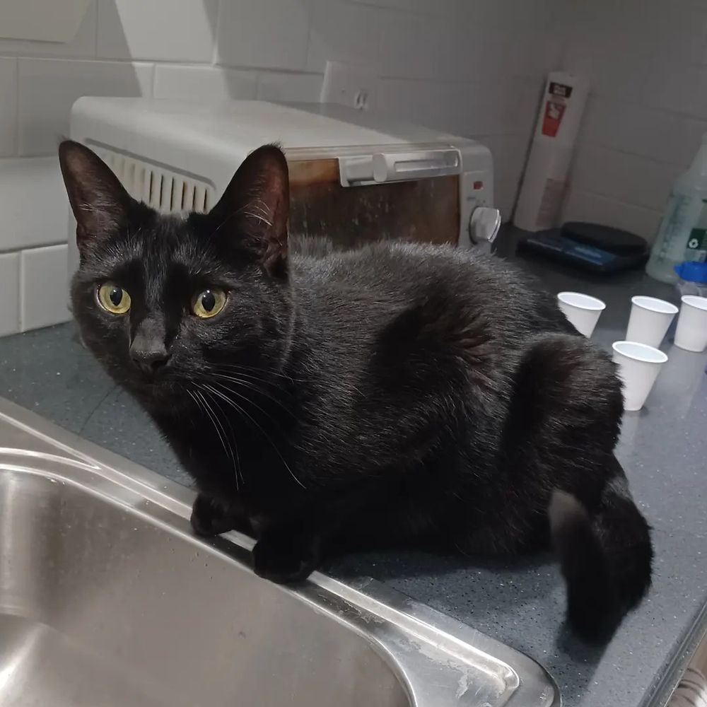 A black cat perched by the kitchen sink looks to camera.