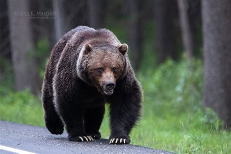 Photo depicting a famously big grizzly named The Boss walking on the side of the road, showing his impressive front claws.