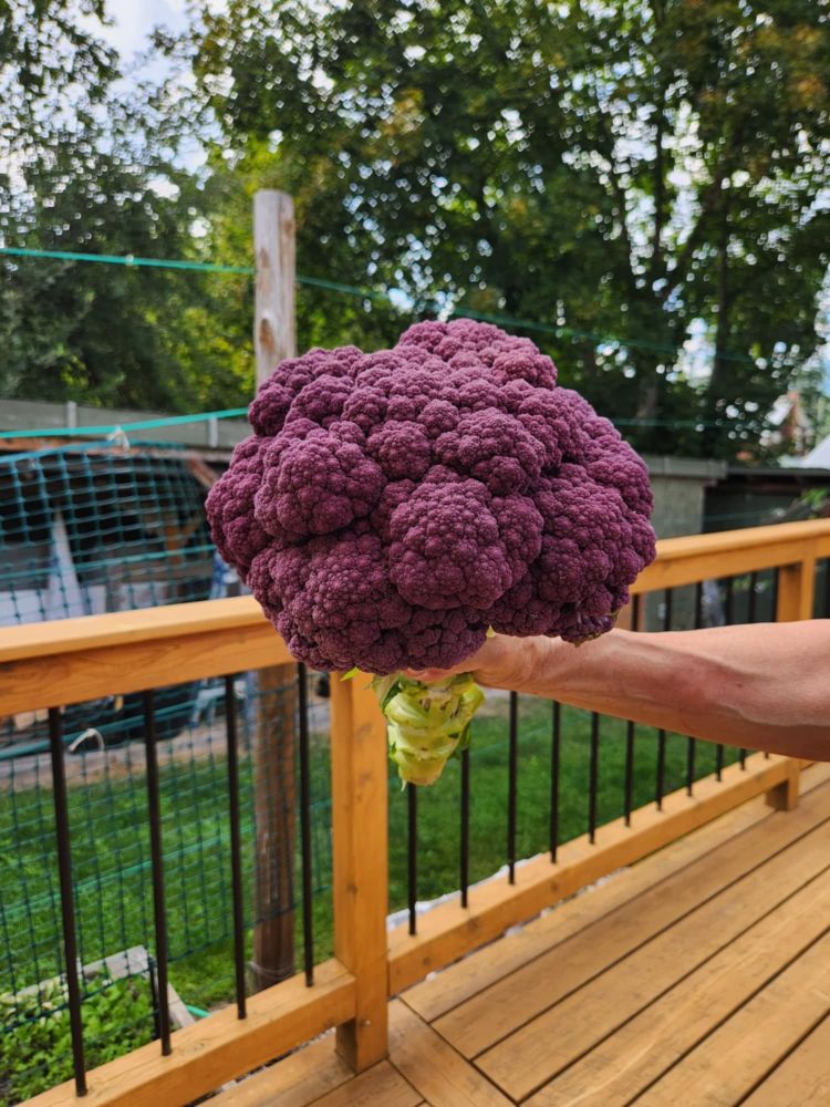 Photo of giant head of purple cauliflower.
