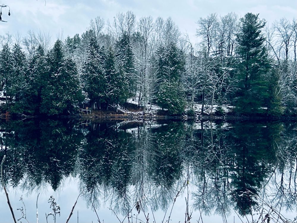 A wintry stand of hemlock reflected in a still, flat river.
