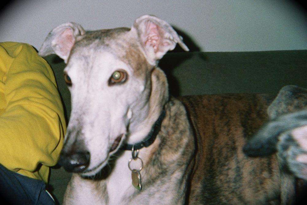 Red brindle greyhound with a white muzzle sitting on a green sofa 