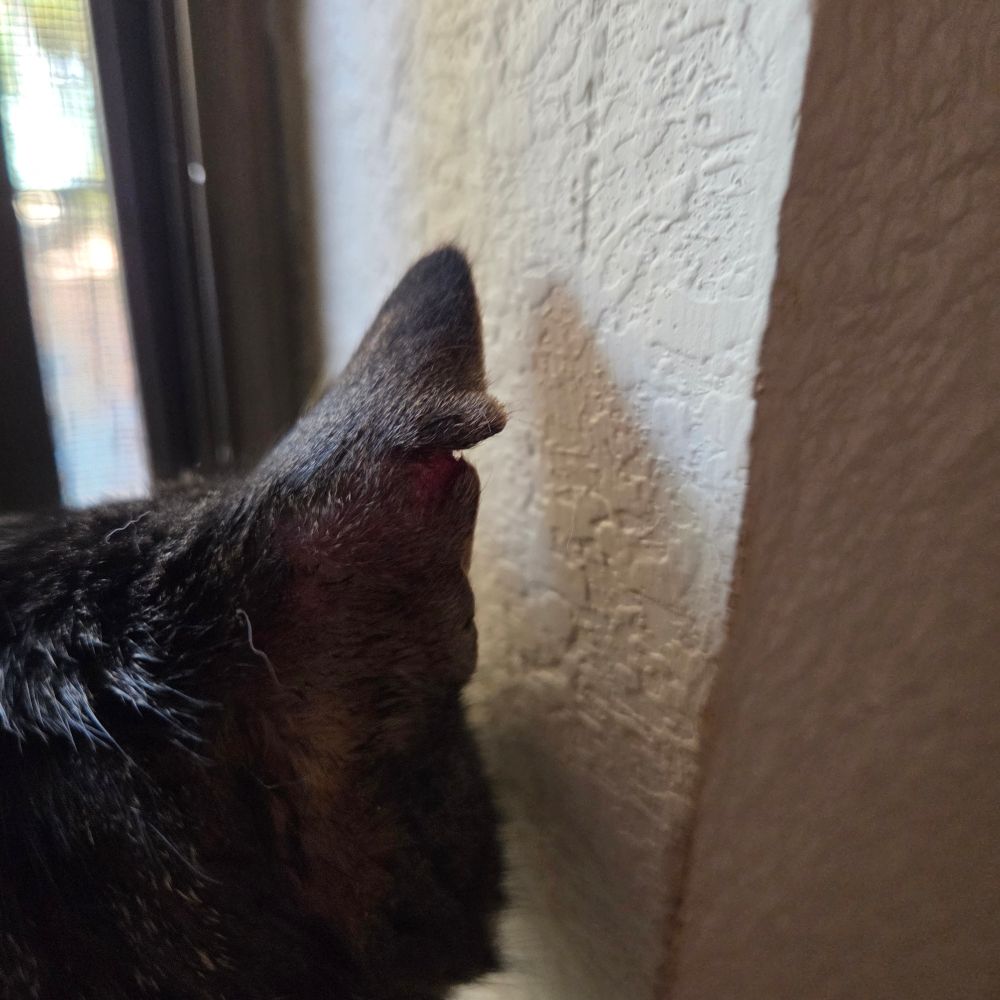 Very close on the back of Kelly’s right ear showing a rip in his ear. Kelly is a dark brown tabby.