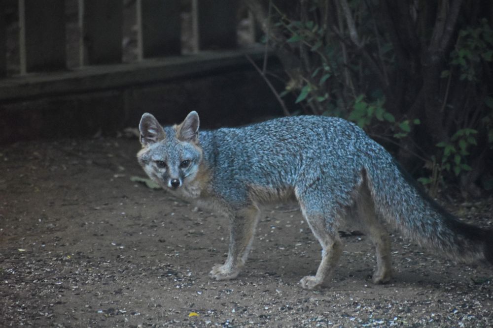 A young California Gray Fox stands on hard dirt and looks to her left toward the camera. Her face, top of her body, and tail is a variegated gray with a black tip on her large bushy tail. Her chest, undersides, and in a rim around her face and ears is a pale rusty red. Her large ears are up and alert. She has dark eyes. Her black nose is rimmed with white, and there’s a pink spot where she scraped off some skin when she was briefly in a trap eleven days ago.
