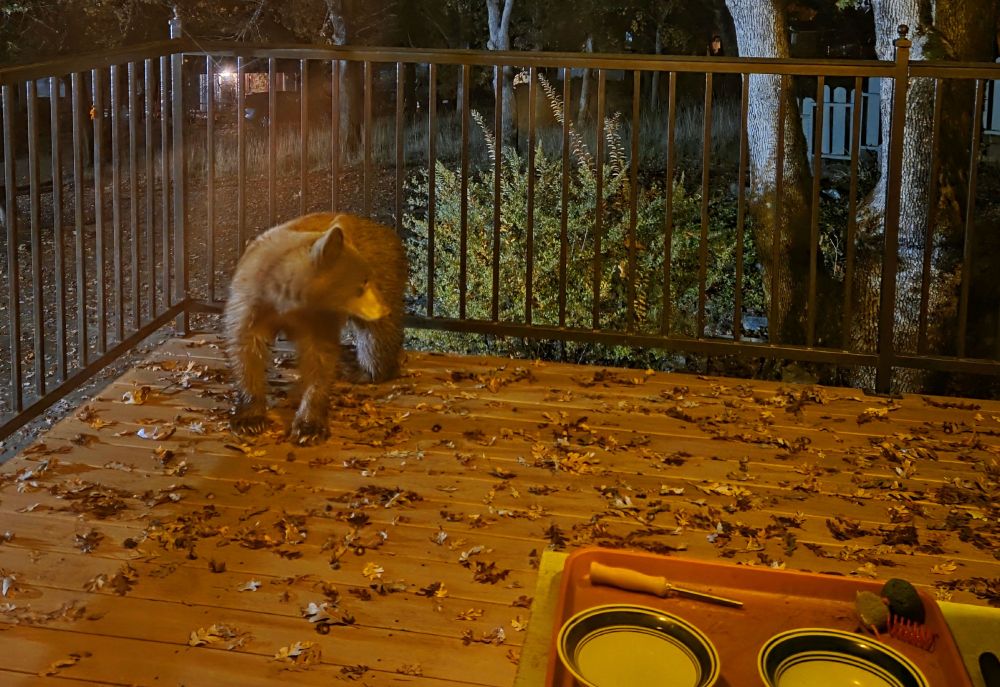 A fairly small black bear with reddish-brown fur stands on a wood porch deck covered with fallen oak leaves and surrounded by a black metal railing. There is a tray with two cat bowls in the foreground. The bear is facing forward looking to its left.