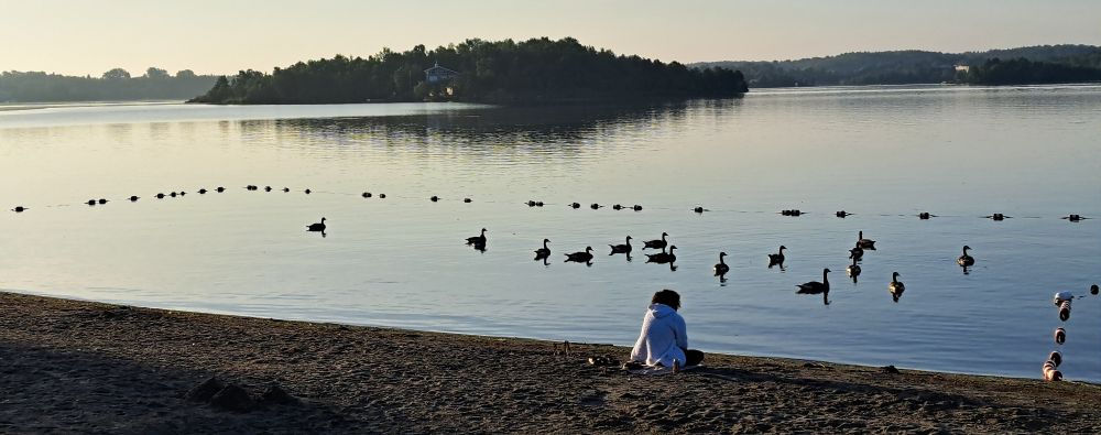 Canada geese in the swimming area, marked off by buoy lines, at Bell Park's Main Beach in Sudbury, Ontario. A woman sits on the beach watching them.