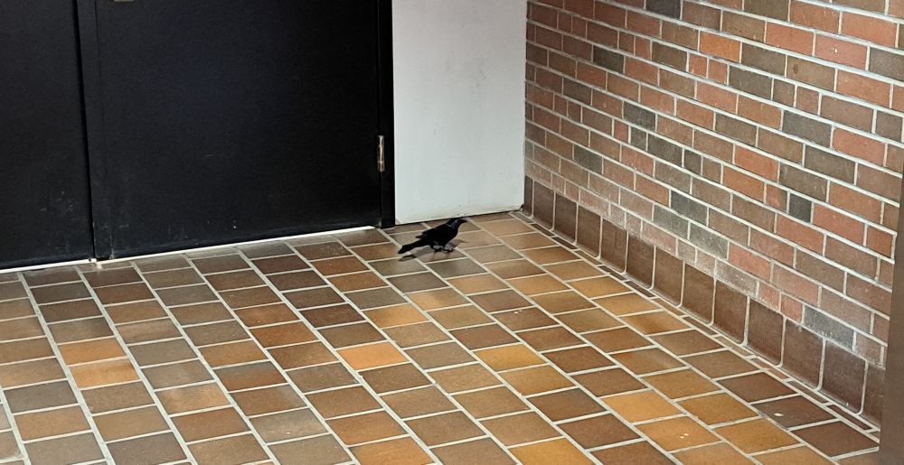 Bird on the floor of the Fraser Auditorium foyer.