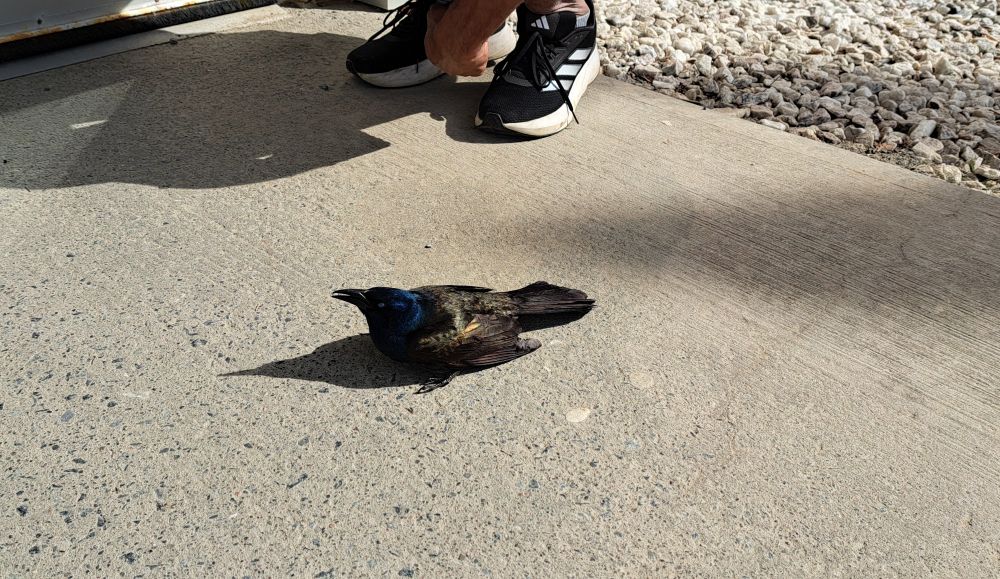 A somewhat traumatized bird finally outside!