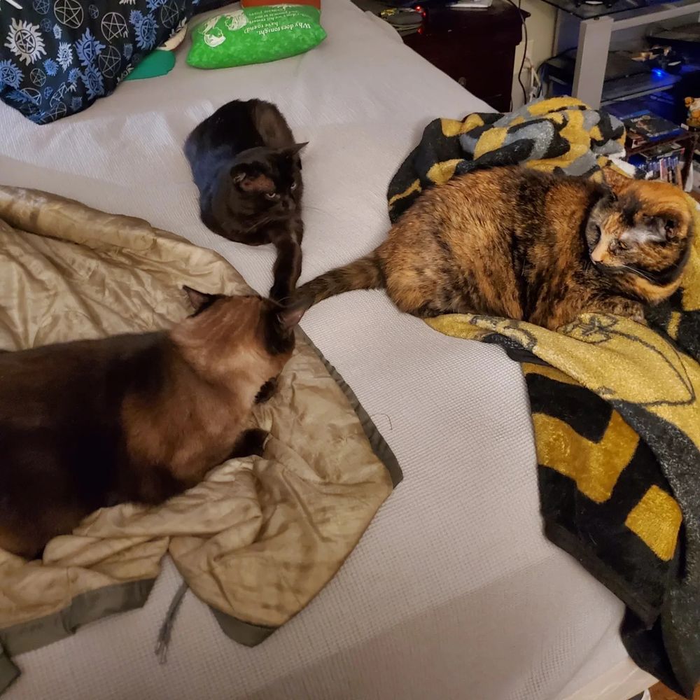 Black cat, Siamese Cat, and a Tortoise Shell cat sitting in triangle formation.