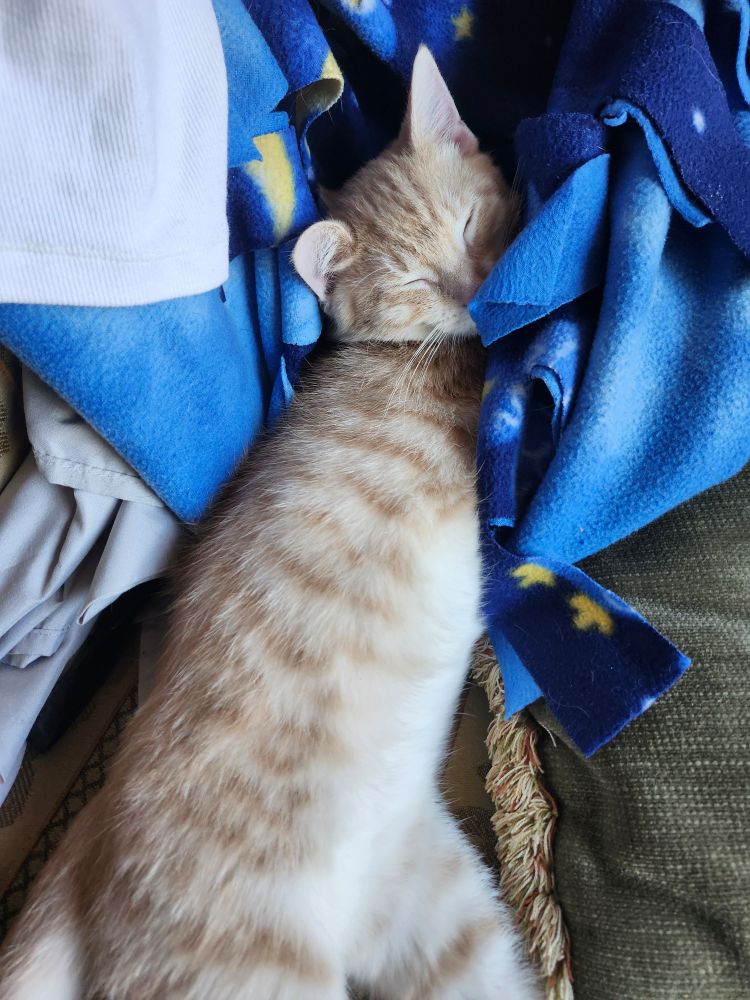 Cream a d white tabby kitten sleeping in a blue blanket. 