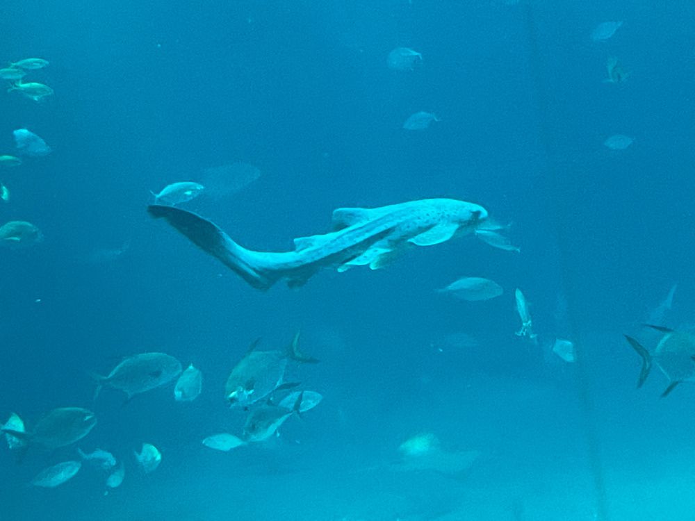 泳ぐ海遊館のトラフザメ。