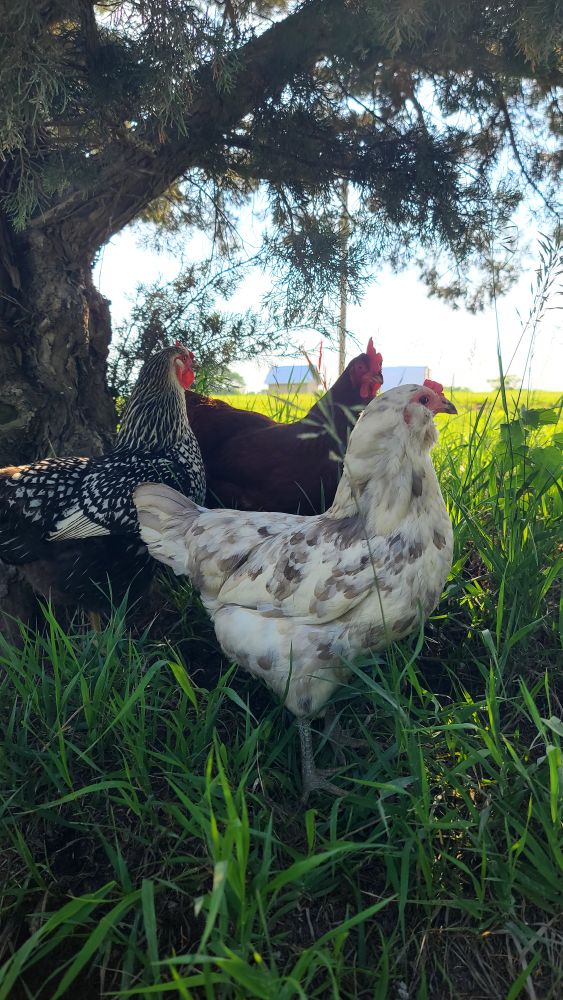 Chickens under an evergreen tree dust bathing