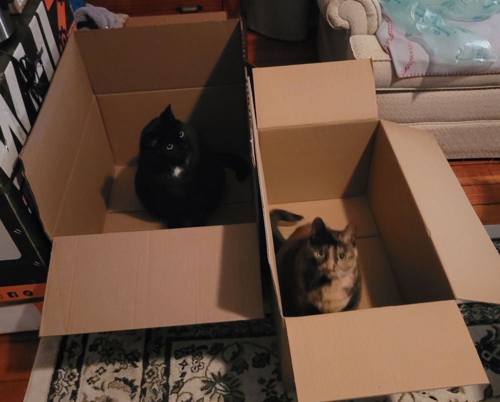 A black cat in a box looking towards the tortoiseshell cat in another box to his left. 