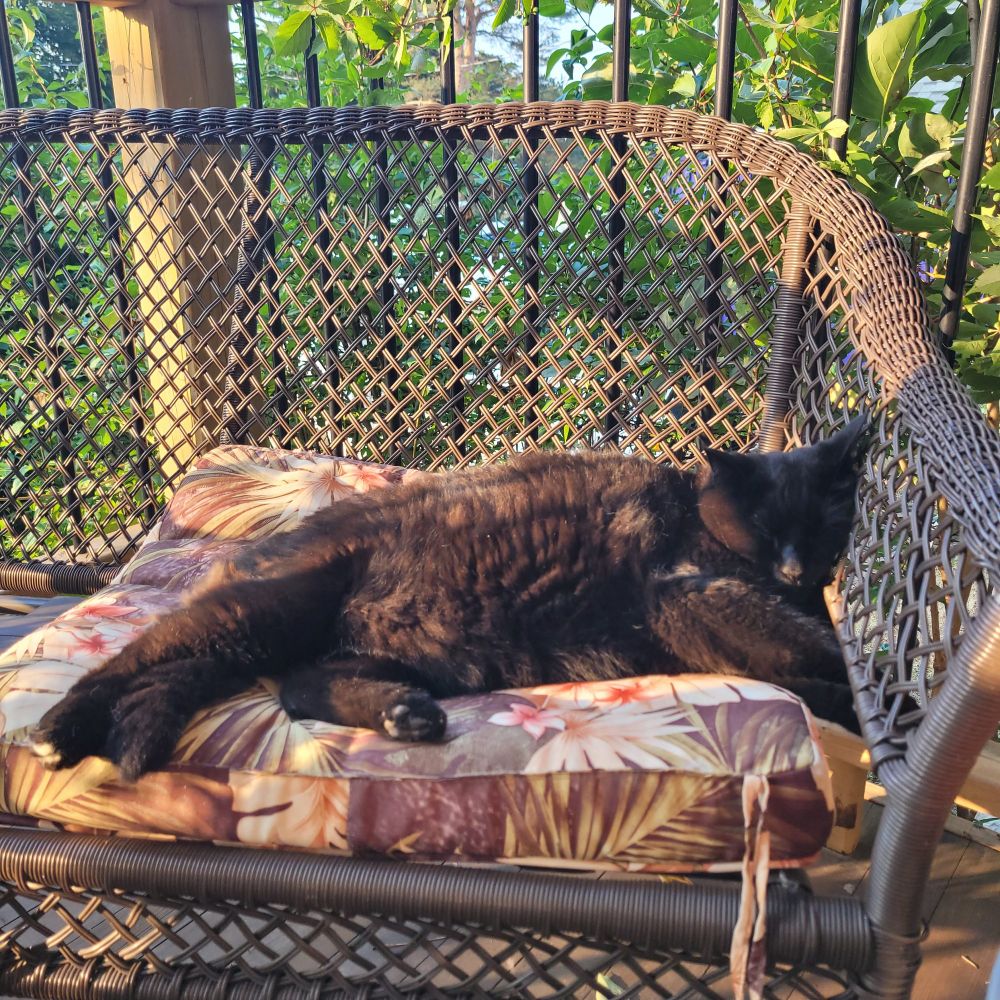 A large black cat,  laying on a wicker couch,  fast asleep. His head is resting on the side of the couch which looks uncomfortable but he sleeps like this all the time. 
