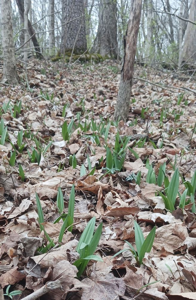 Ramps / wild leeks growing in the woods through the dry leaves, ready to forage!