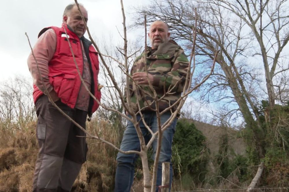 Réchauffement climatique : des pistachiers, adaptés aux terres arides, plantés dans les Pyréné...