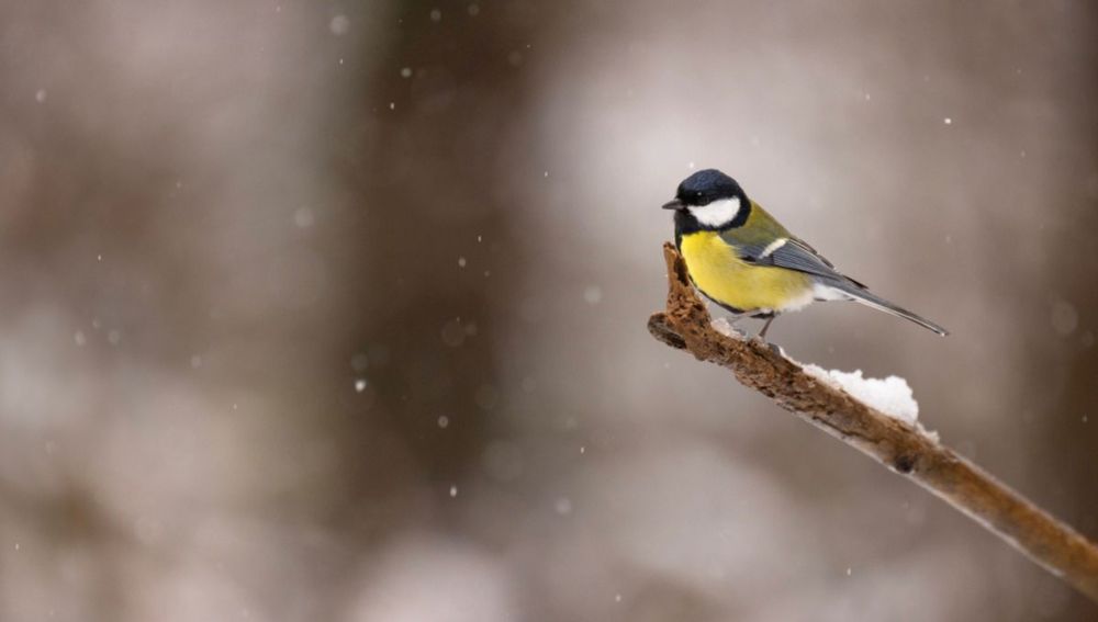 "Donner du pain à un oiseau quand il fait très froid peut le tuer" rappelle la LPO d'Indre-et-Loir...