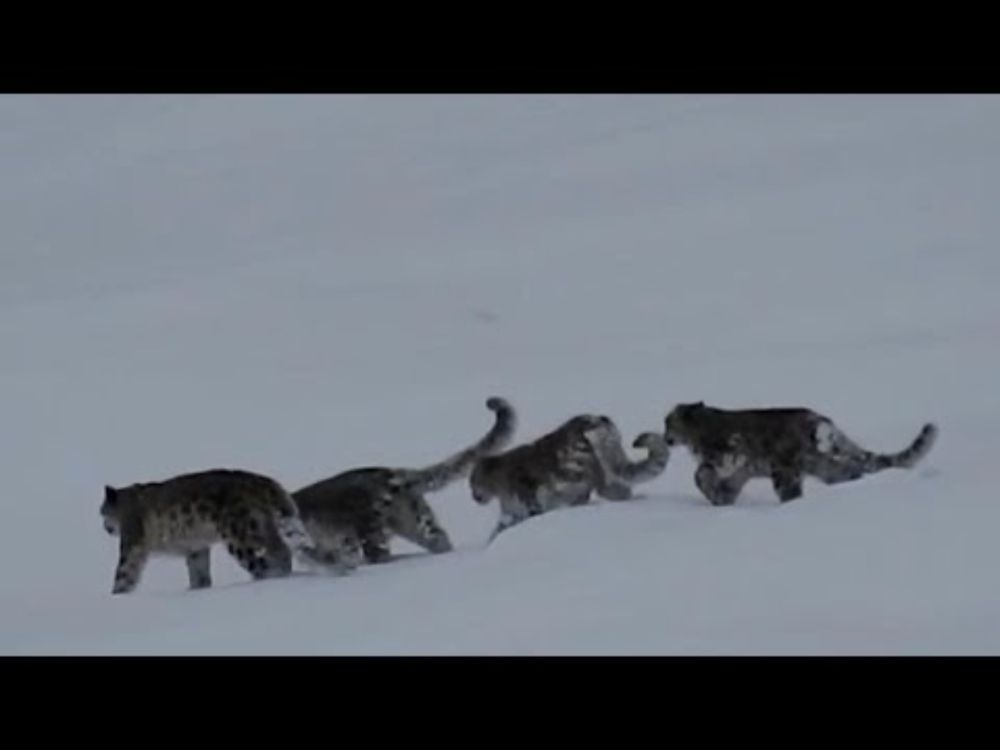 Rare snow leopard sighting in Pakistan