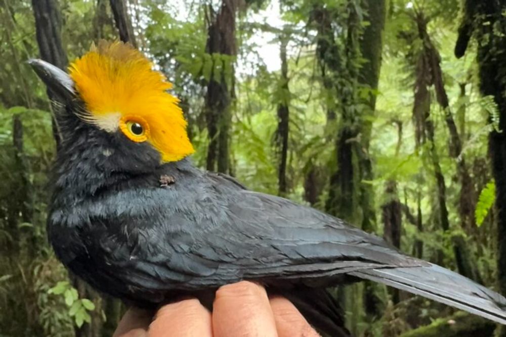 ‘Dream birds’ in the mist: First photo of ‘lost’ bird in DRC mountains