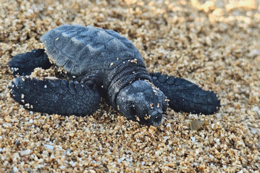 Amid haze of war, Lebanese activists helped turtle hatchlings journey to sea