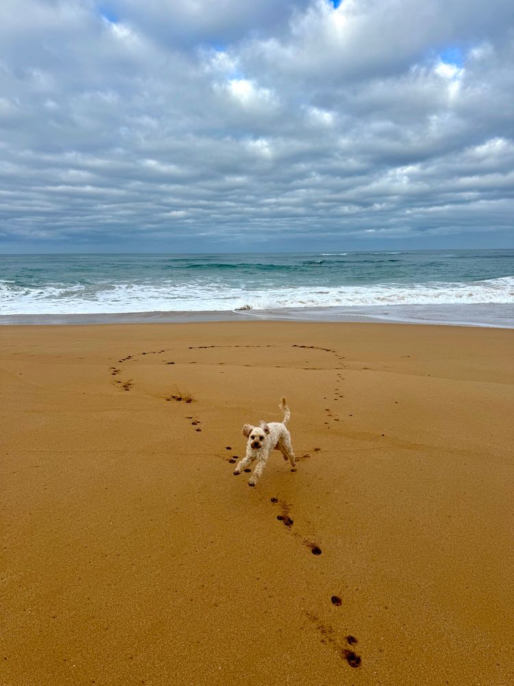Beach with my Oodle Freddie running.