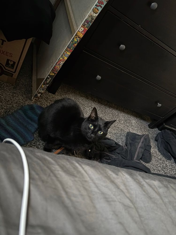 Fred the big black cat looking all guilty eating dry food out of the crotch of my jeans for some reason 