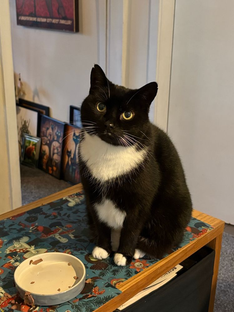 Albert the cat sat longingly next to his food bowl with a spot of food on his nose. he’s getting very raccoony looking