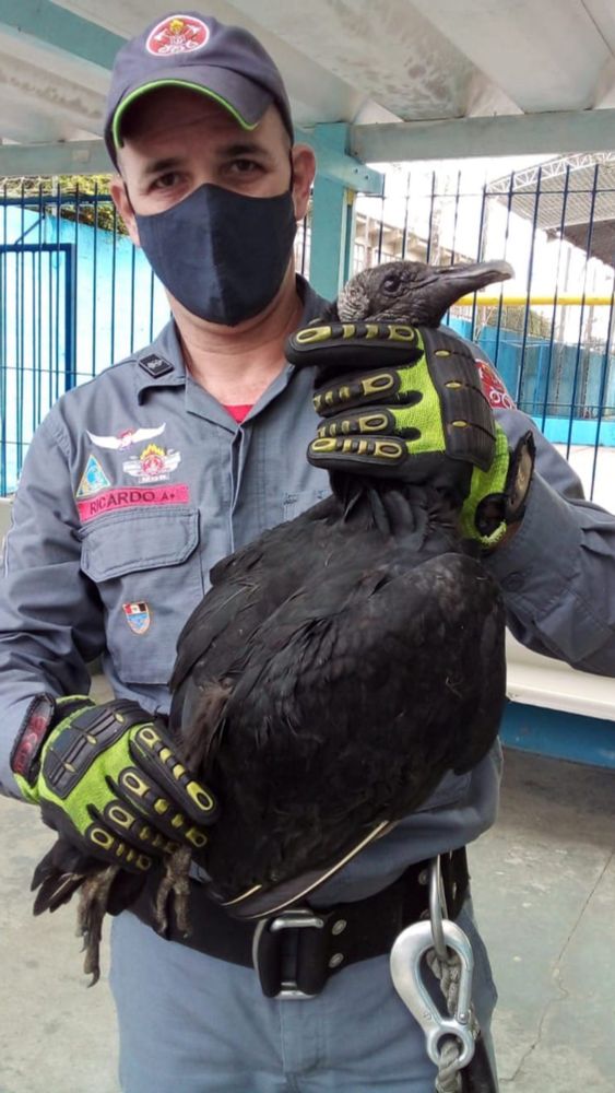 bombeiro segurando um urubu ferido