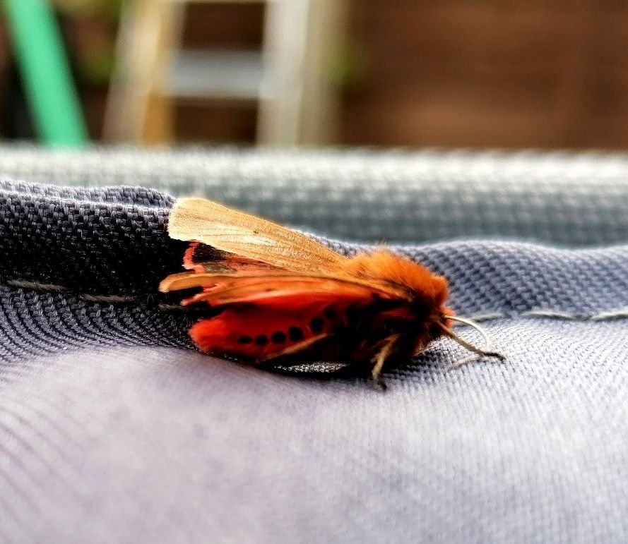 orange-red moth in a garden setting there are black dots that run the length of its body under its wings