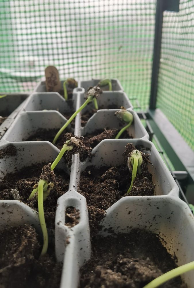 Soya Bean Seedlings