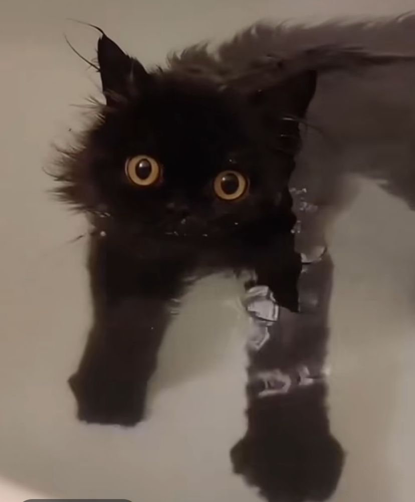 black cat half submerged in bathwater