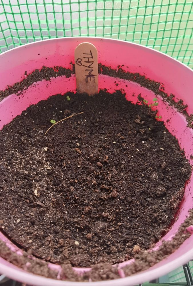 Thyme Seedlings