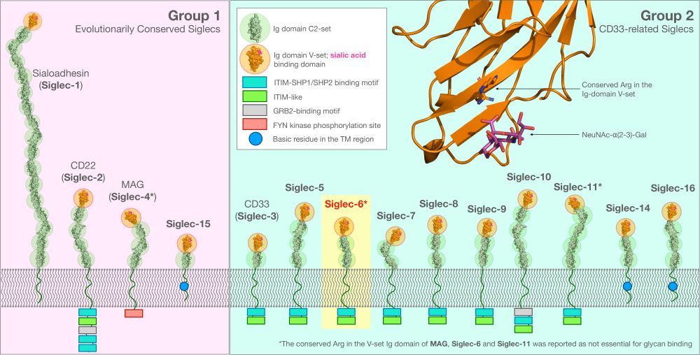 Schematic representation of the 14 human siglecs, 4 evolutionarily conserved on the left, with low sequence similarity, and 10 on the right sharing a higher sequence similarity to CD33. Siglec-6 is highlighted in yellow as it is the focus of this work. This is Figure 1 in the paper 