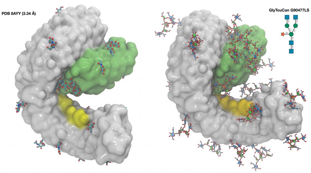 Left, cry-EM structure of the complex between MIK2 (green), the immunoregulatory peptide SCOOP (yellow) and the LRR of the co-receptor BAK1 (white) with only the most rigid part of the N-glycans resolved (1 or 2 or none) and represented with sticks. Right, reconstruction of the N-glycosylation with plant N-glycans G90477LS,selected to be all the same as glycoproteomics data is not available (as far as I know)